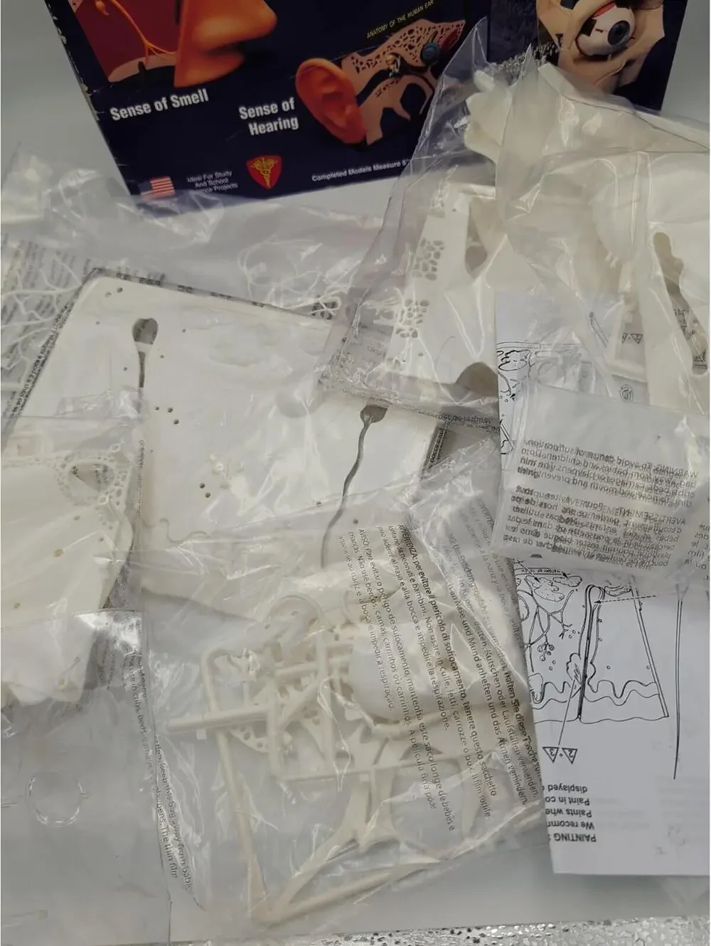 LINDBERG SCIENCE KITS The Five Senses Touch Smell‎ Hearing Sight Taste MODEL KIT